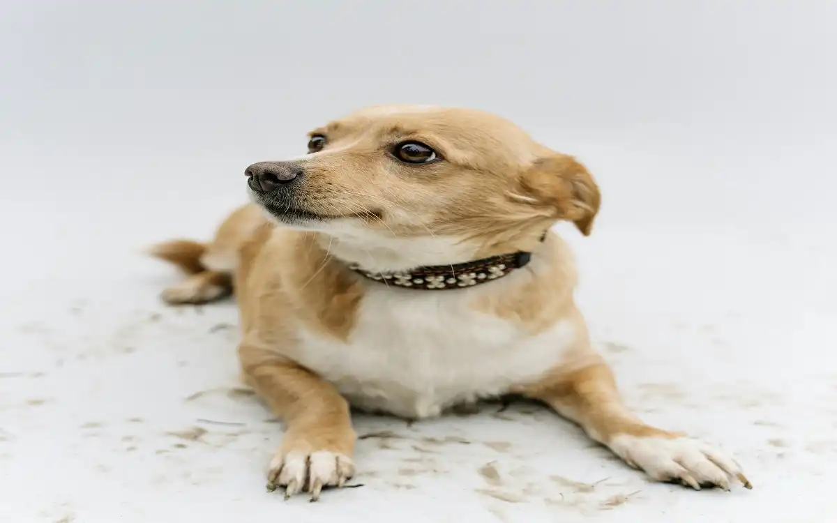 Mutt Mastery: 7 Incredible Dog Talents in the 2025 Guide