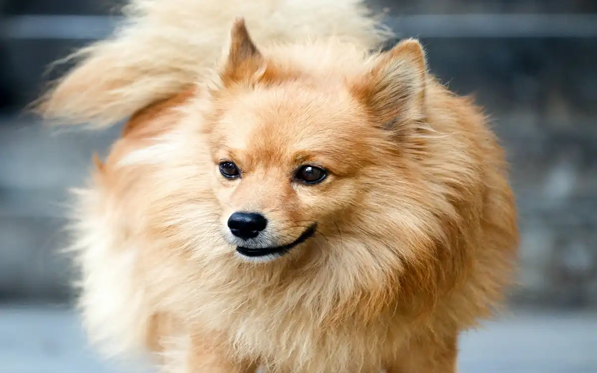 Pomeranian 2025: 7 Amazing Care & Training Tips to Unleash Talent | Talent Dogs