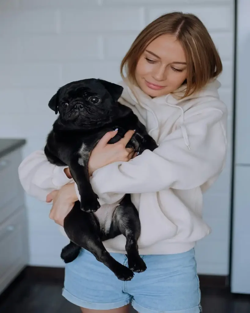 pug size