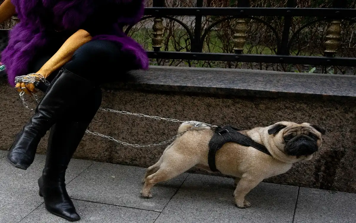Pug 10 Amazing Care Secrets: Ultimate 2025 Guide to Charming & Healthy Pugs