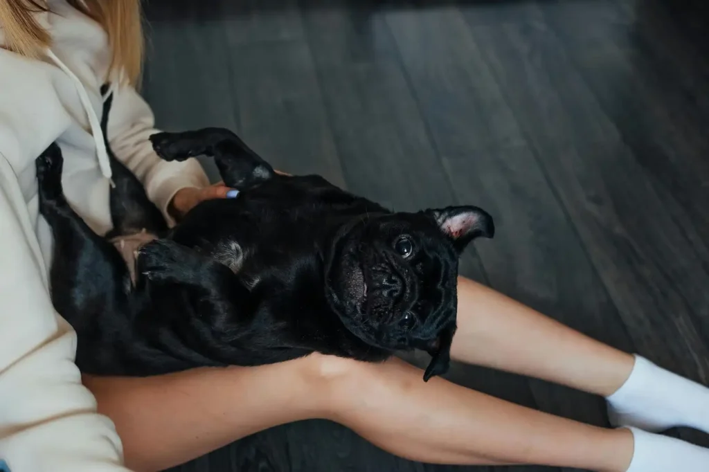 puggle