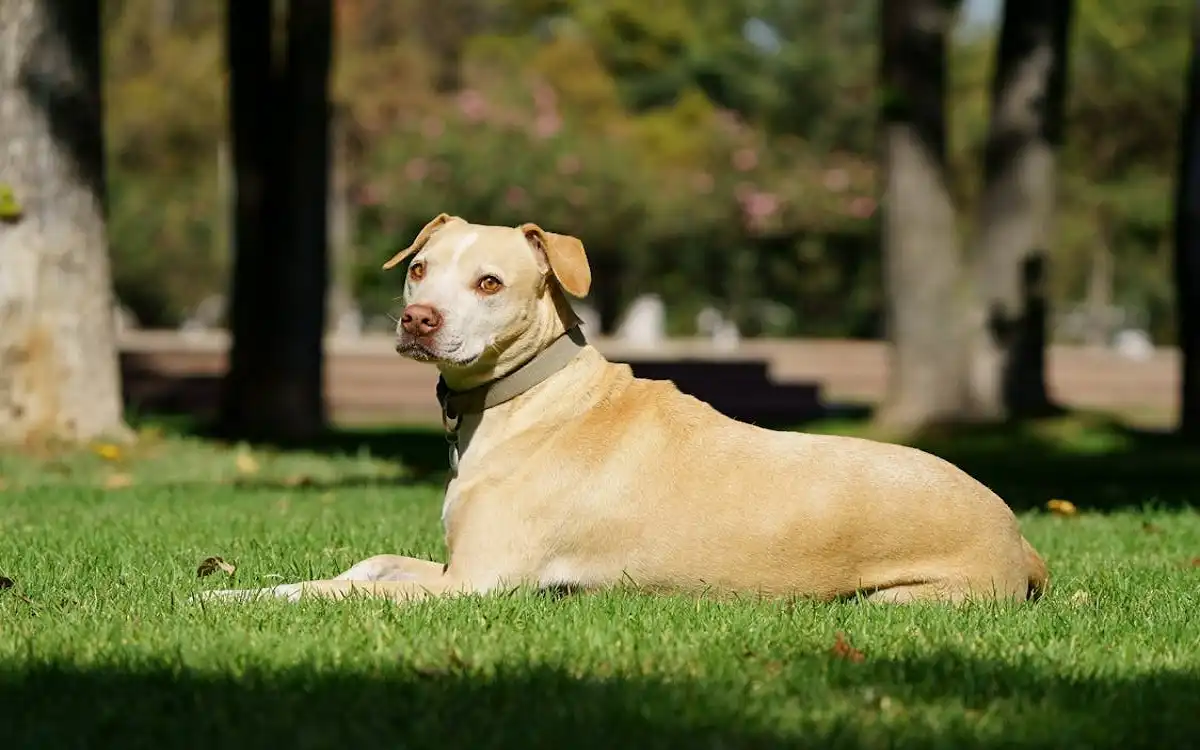 Red Nose Pitbull 2025: 7 Essential Care & Training Secrets You Must Know | Talent Dogs