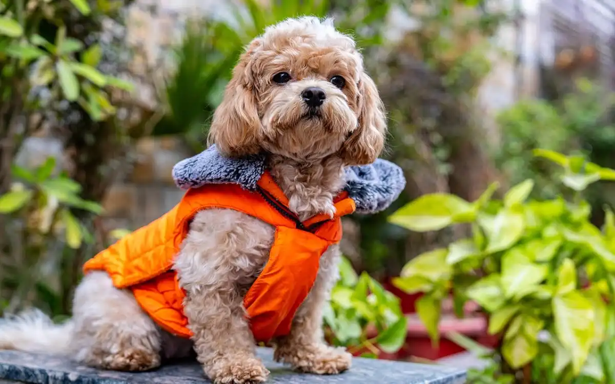 Shihpoo 2025: 10 Amazing Care & Training Secrets for Your Unique Pup