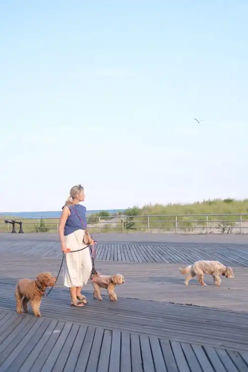 talent dogs youtube