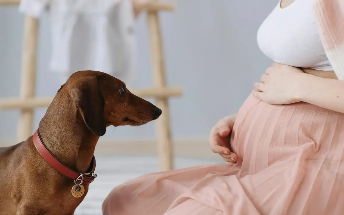 3-3-3 Rule For Dogs: 10 Powerful Facts Every Dog Owner Should Know