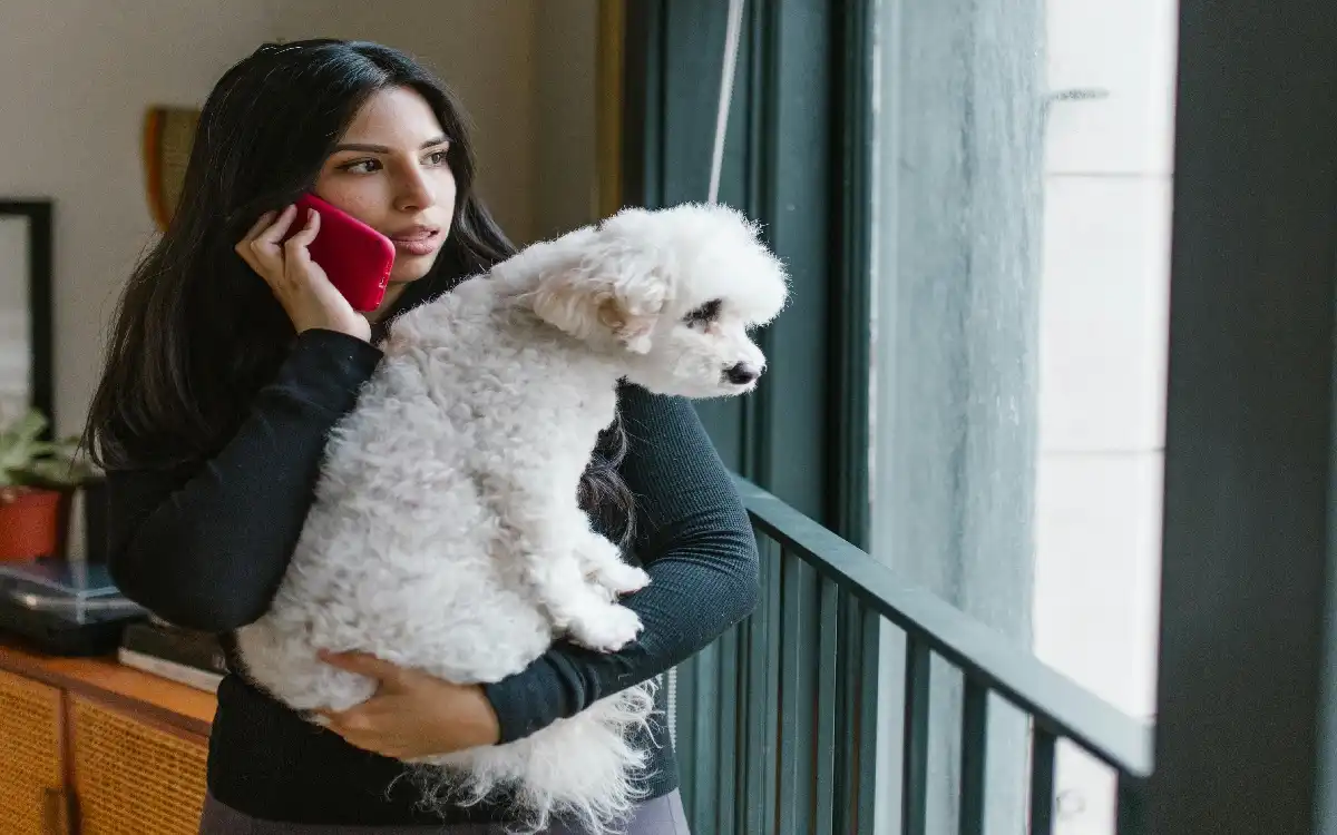 Coton de Tulear 2025: 7 Irresistibly Charming Reasons This Hypoallergenic Canine Star Wins Hearts
