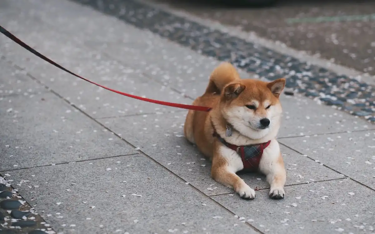 Dog Harness 2025: 12 Irresistibly Comfortable & Safe Picks Every Pup Will Love