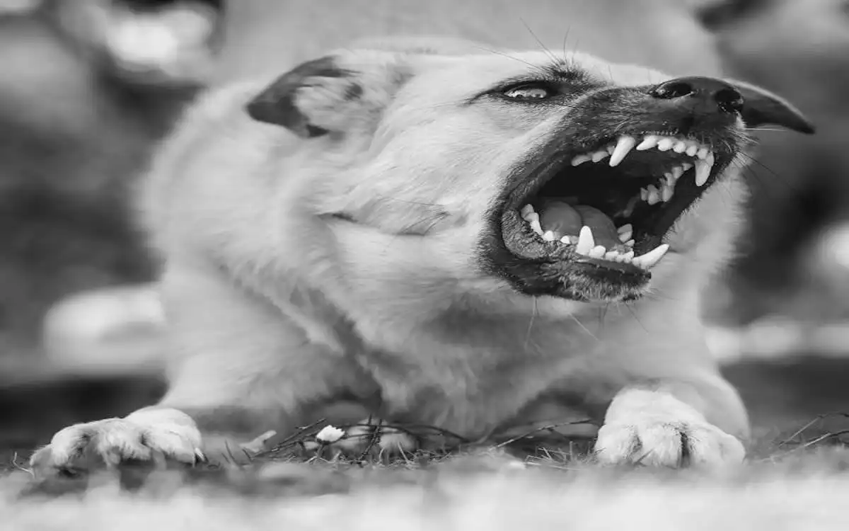 How Dogs Sense Fear: What Science and Vets Reveal About Canine Fear Detection