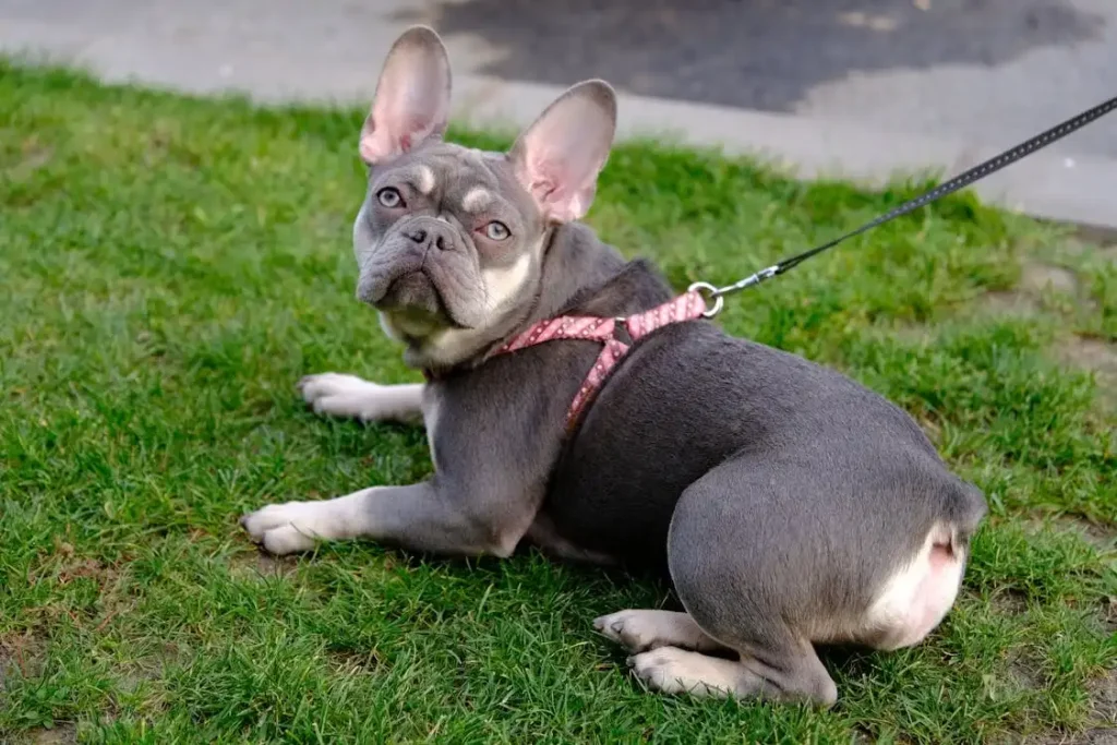 kong dog harness