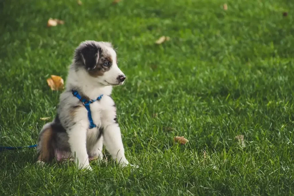 petco dog harness