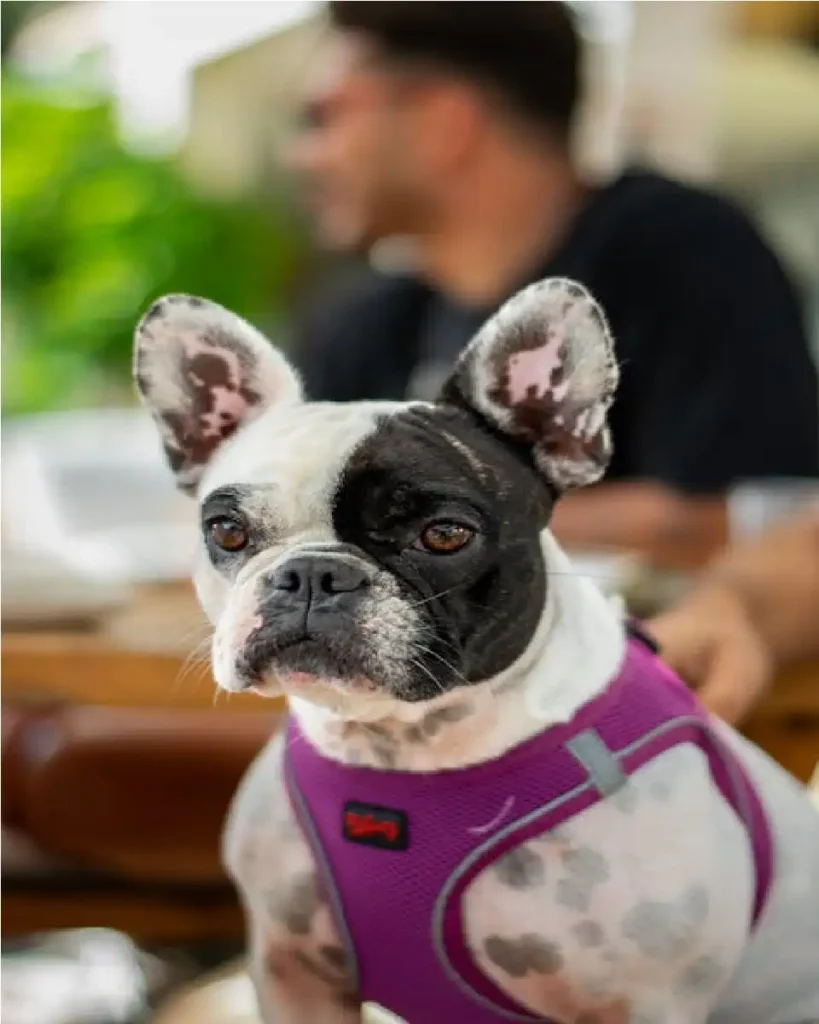 petsmart dog harness