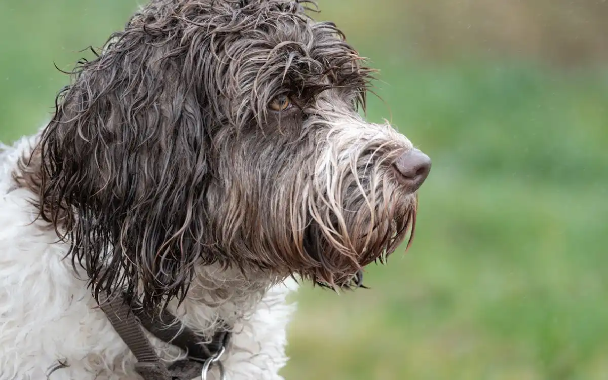 Portuguese Water Dog 2025 Guide: 15 Amazing Care & Training Tips for Happy Dogs on Talent Dogs