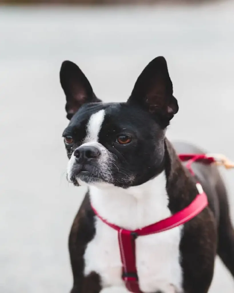 ruffwear dog harness