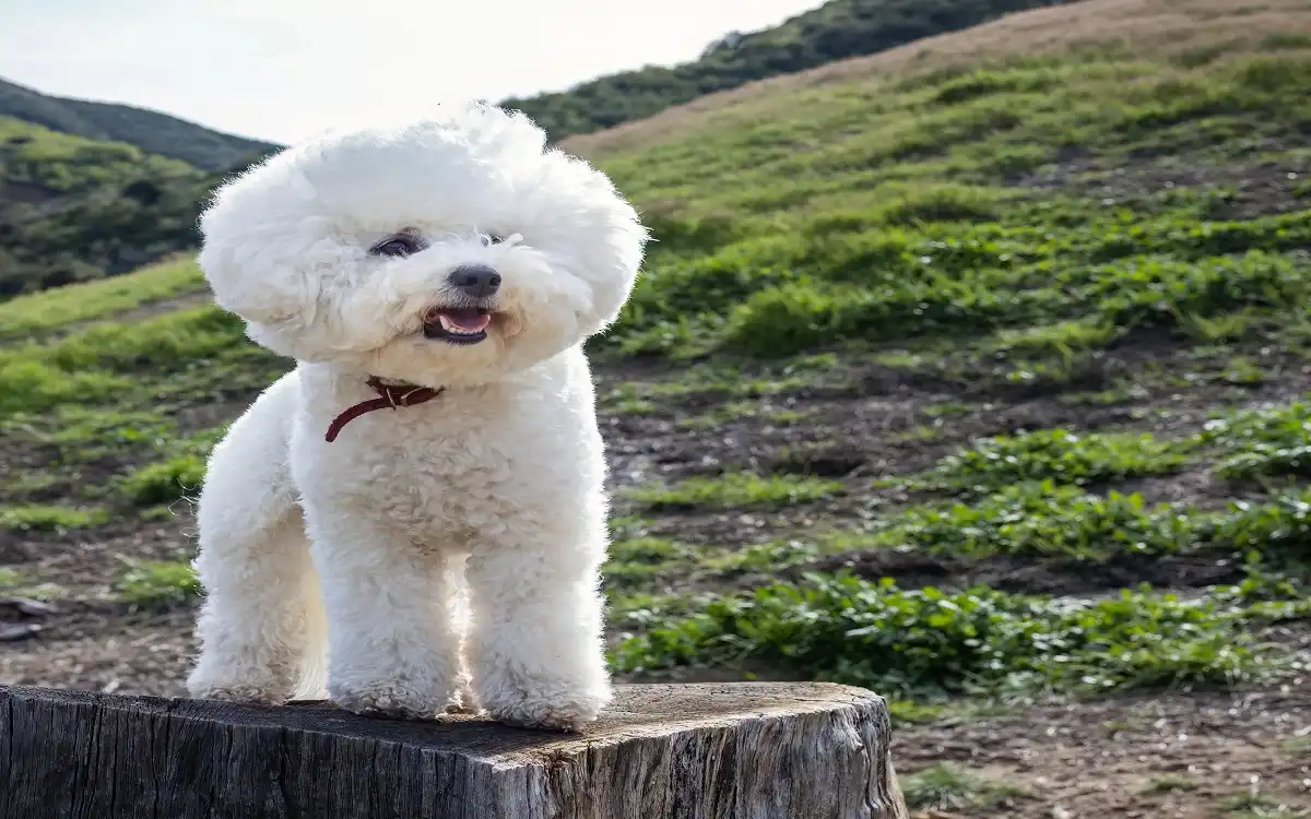Shih Poo 2025: 10 Ultimate Secrets for a Happy, Healthy Pup