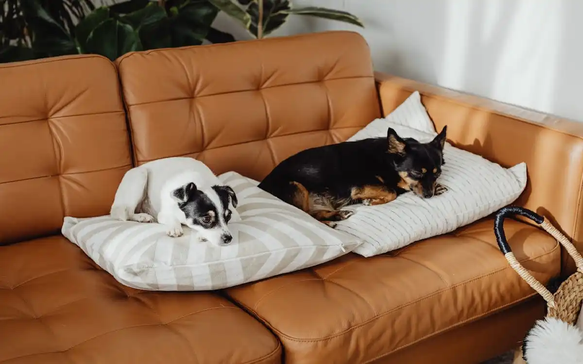 Small Dog Breeds 2025: 10 Ultimate Adorable Tiny Dogs & Expert Training Tips | Talent Dogs