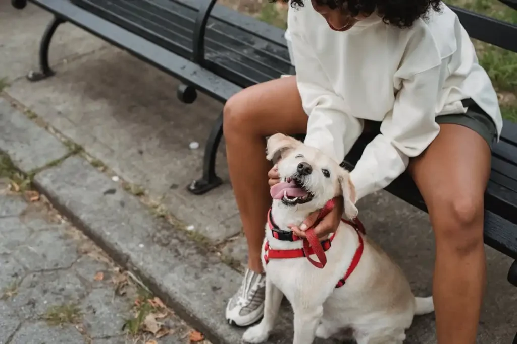 small dog harness