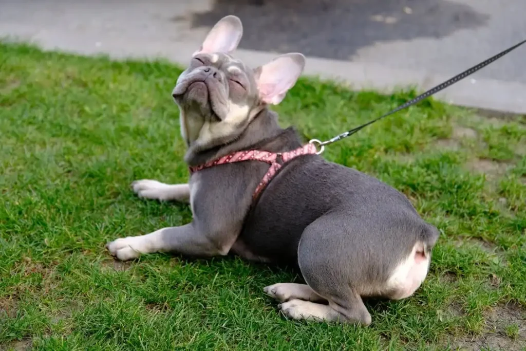 tactical dog harness