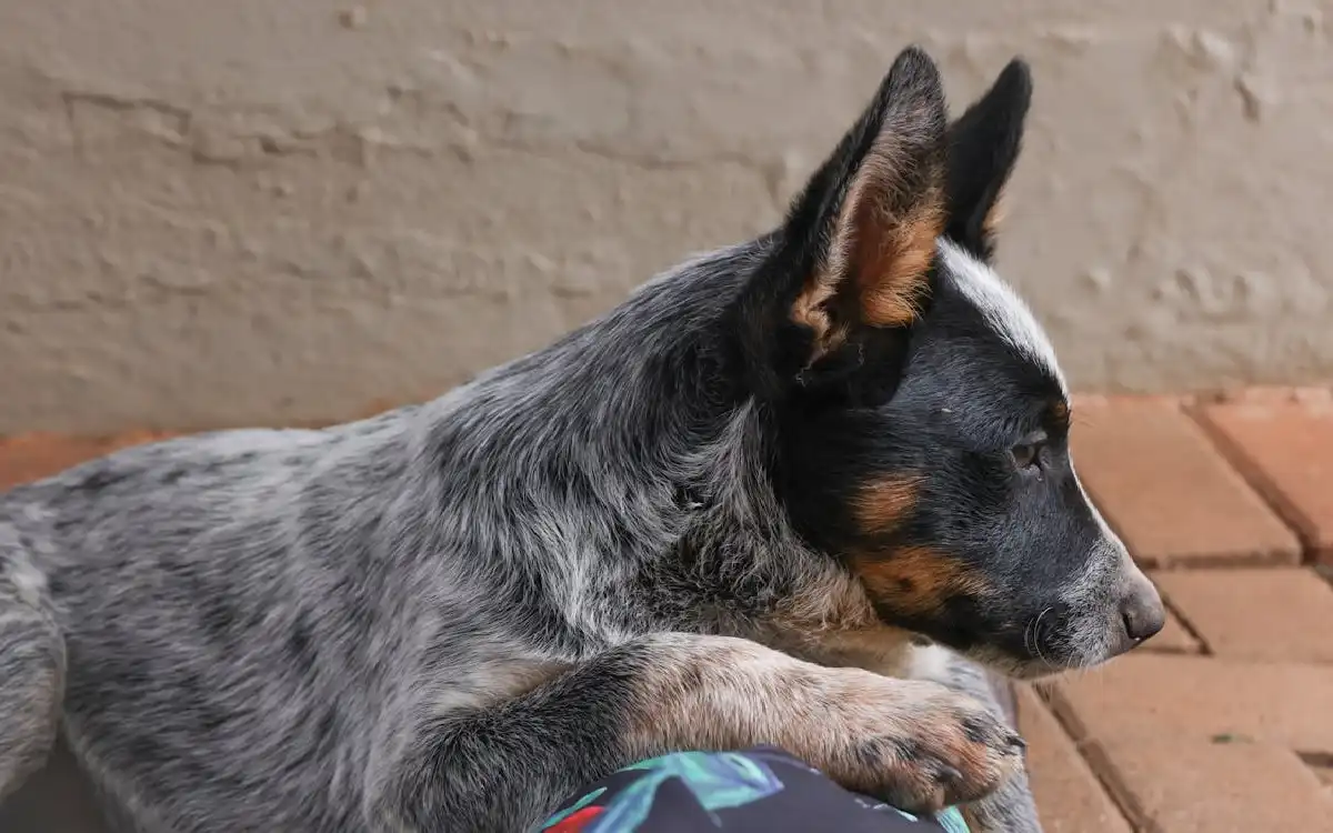 Tortoiseshell Dogs 2025: 7 Stunning Secrets for Expert Care & Training on Talent Dogs