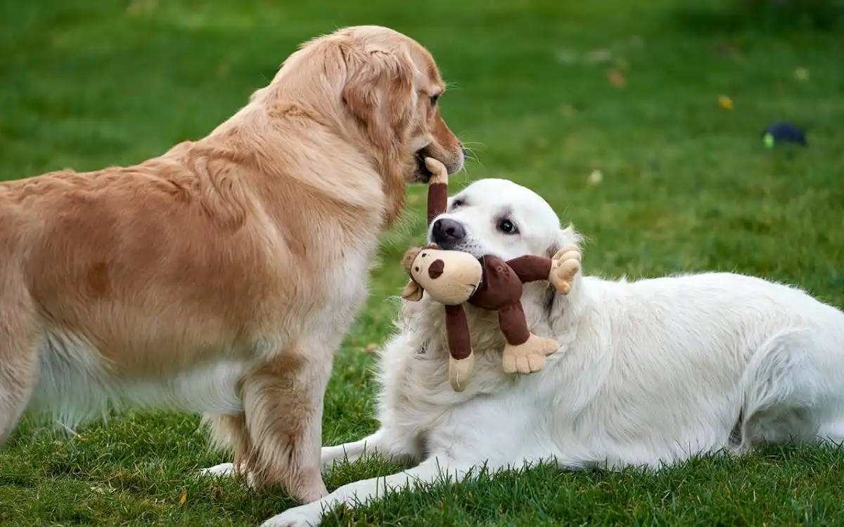 Dogs Know How Toys Work: 2025 Genius Insights