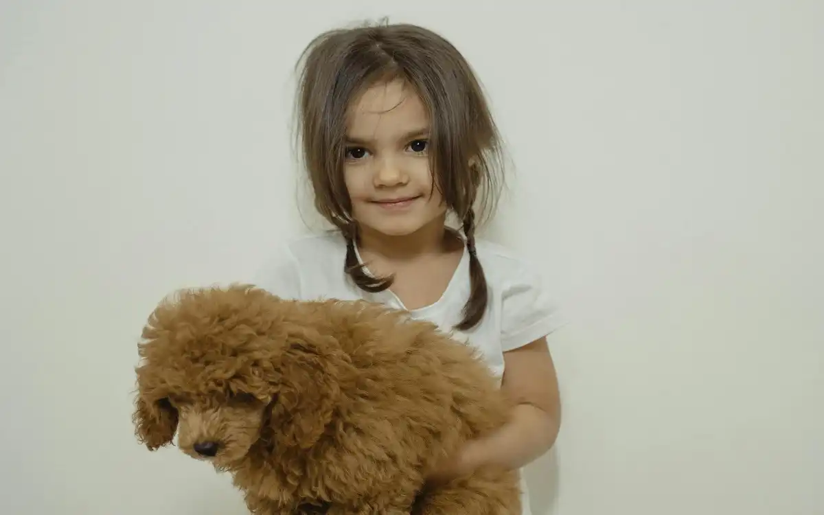 Best Stylish Dogs Face Thespark Shop Boy & Girl Clothes Online for Every Occasion | Talent Dogs