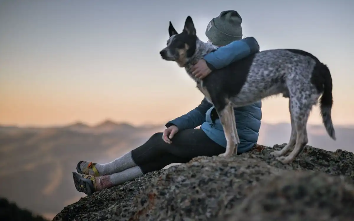 Blue Heeler Guide: Cost, Care, Training, and Why This Loyal Breed Is Perfect for You