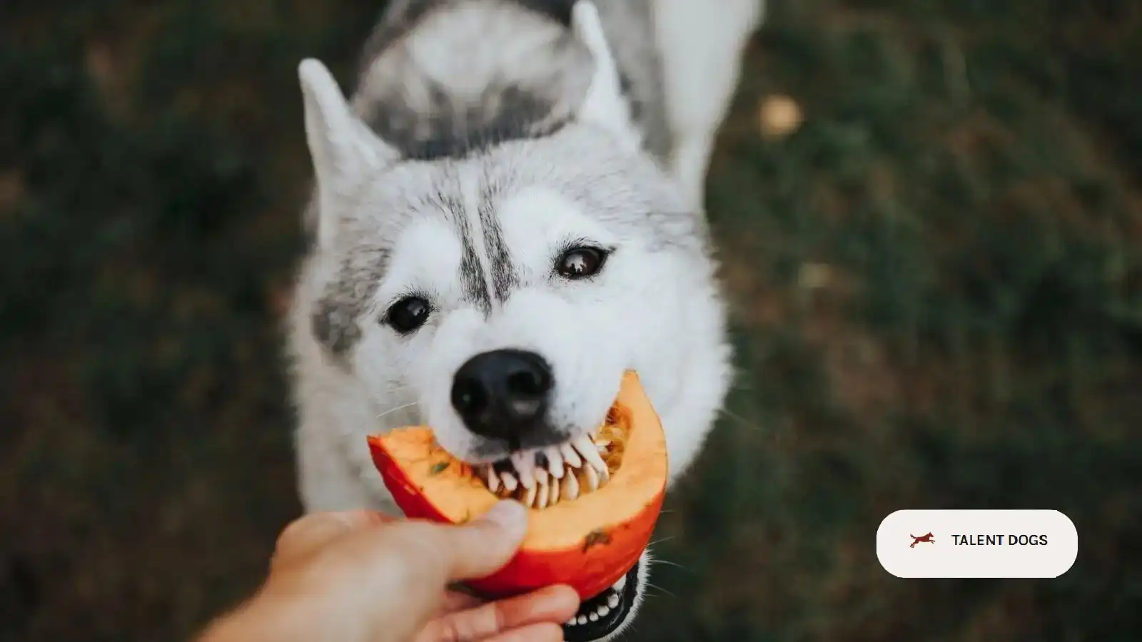 Can Dogs Eat Pumpkin Seeds? Talent Dogs Guide