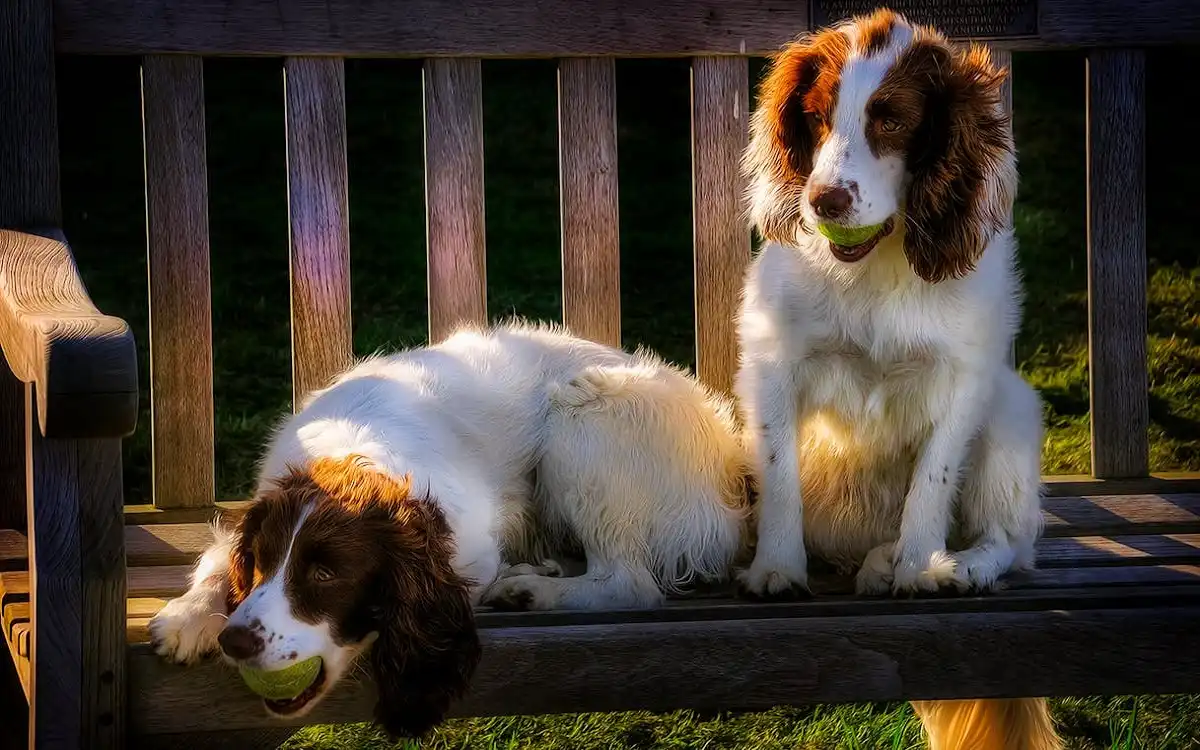 English Springer Spaniel: 2025 Talent Training Guide