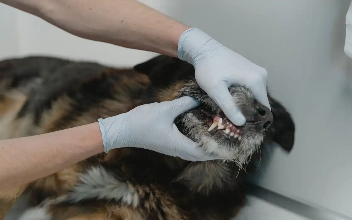 How Many Teeth Do Dogs Have? A Complete Age-Wise Breakdown