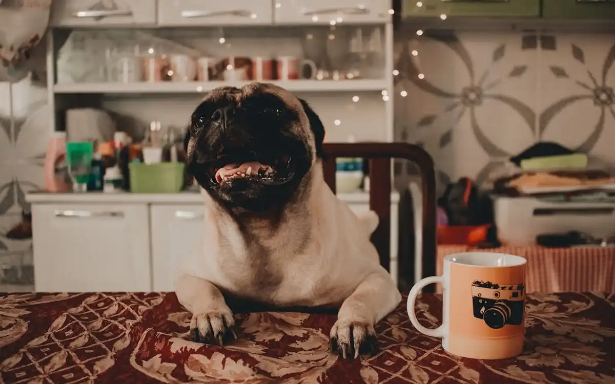 Pugs Talents: 7 Hidden Tricks to Unleash Your Pug’s Star Power on Talent Dogs