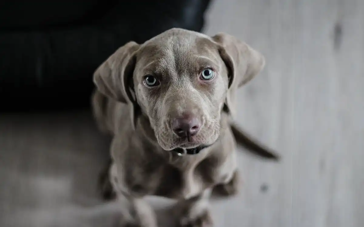 Weimaraner Dog: 2025 Talent Triumphs Revealed