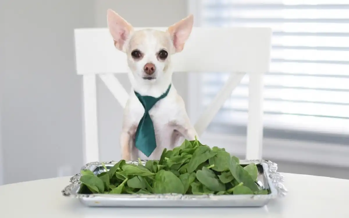 Can Dogs Eat Spinach Safely in 2026? Talent Dogs Guide