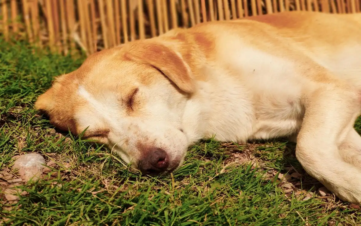Dog Spewing Yellow: Throwing Up Yellow Bile 2026 TalentDogs Fixes
