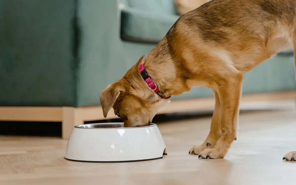 UnKibble: Fueling Talent Dogs Stars in 2026