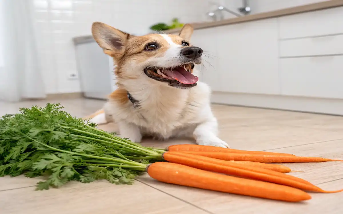 Are Carrots Good for Dogs? Health Benefits & Serving Size by Experts