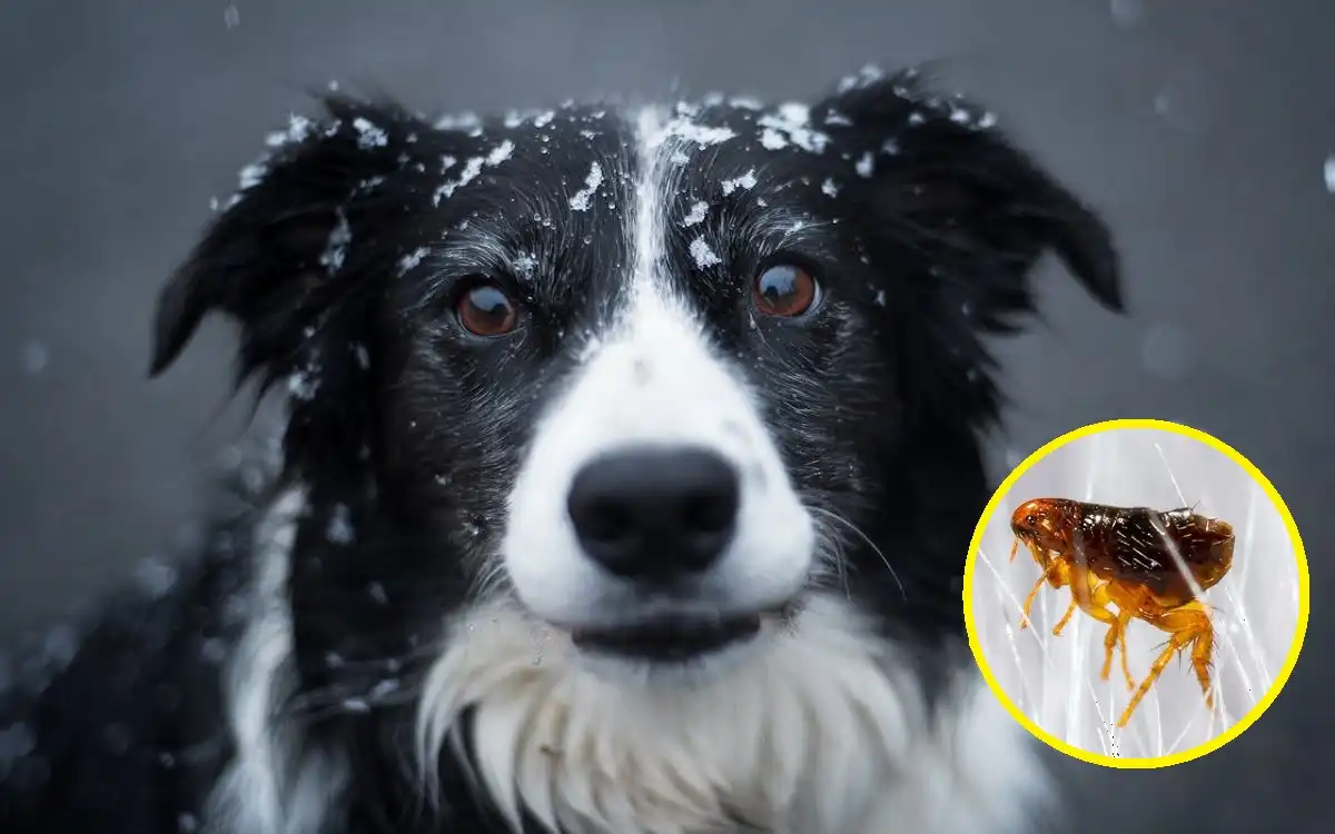 How to Get Rid of Fleas Dog 2026: Expert Tips – Talent Dogs