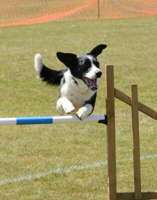 dog, agility, fitness-4048819.jpg