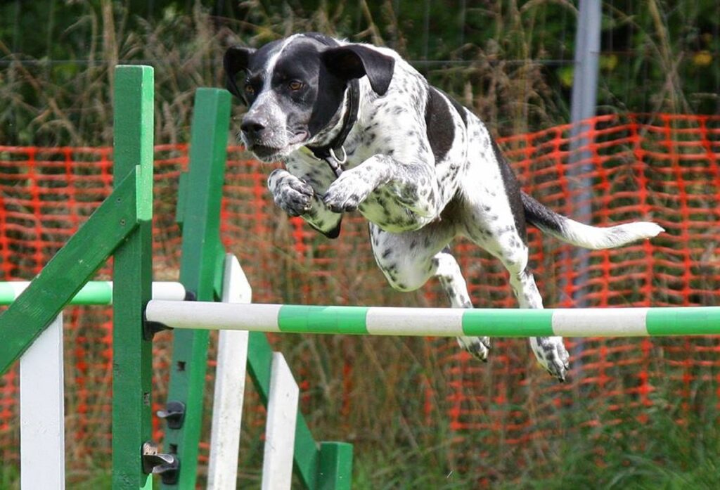 dog, agility, jumping