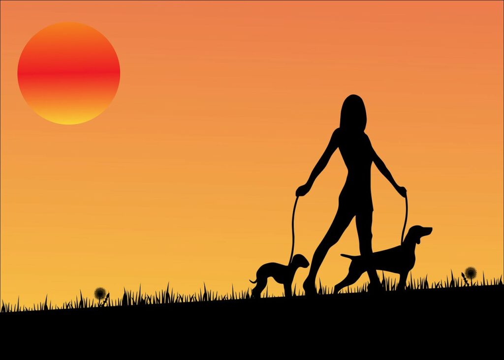 sunset, dog, dogs